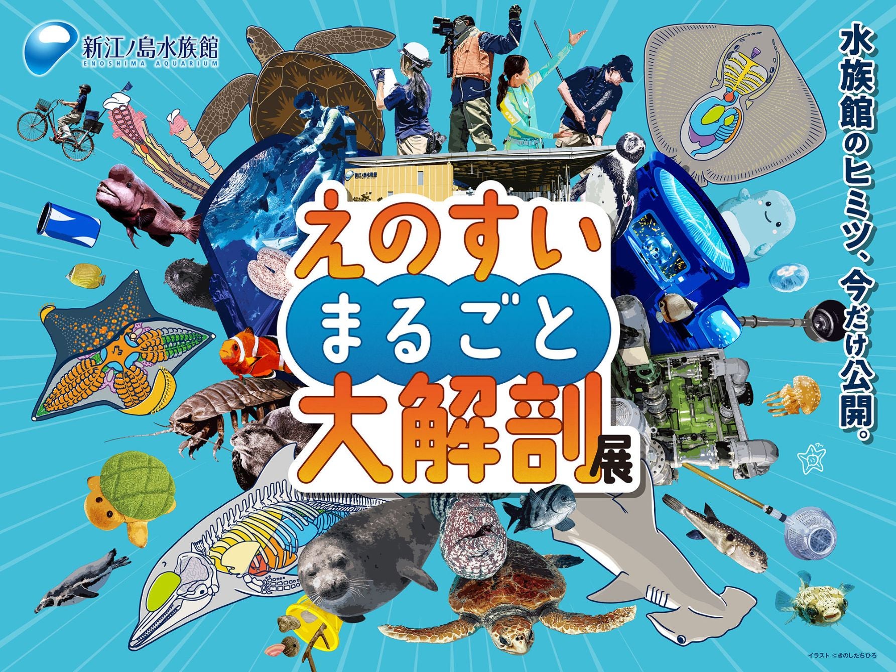 「えのすいまるごと大解剖展」のフライヤー