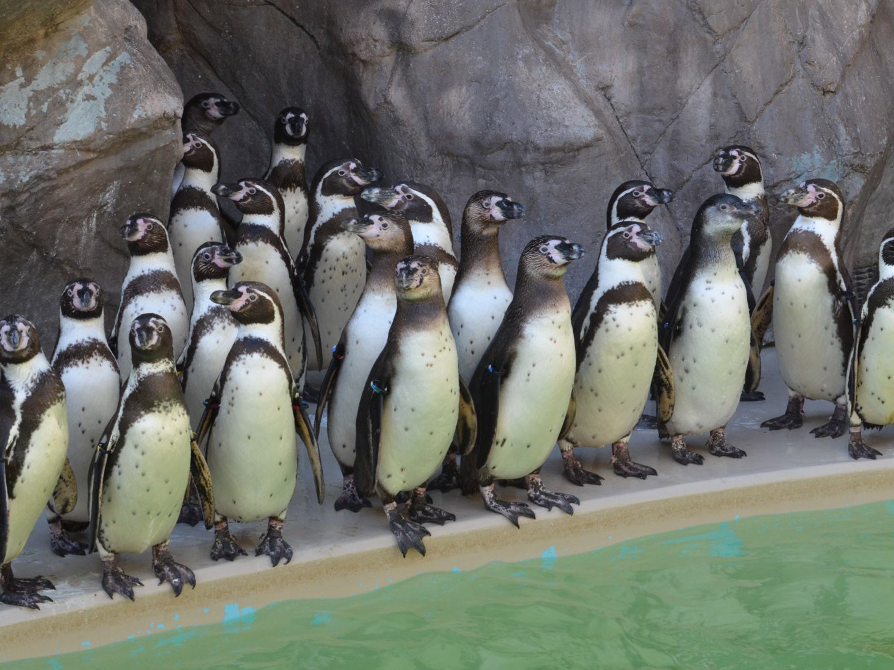 ペンギンたちが暮らすエリア
