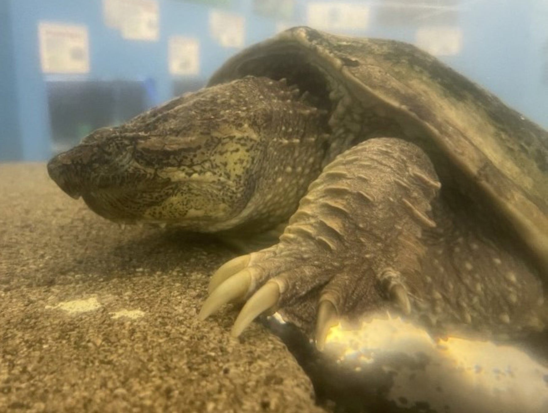 外来生物エリアのカミツキガメ