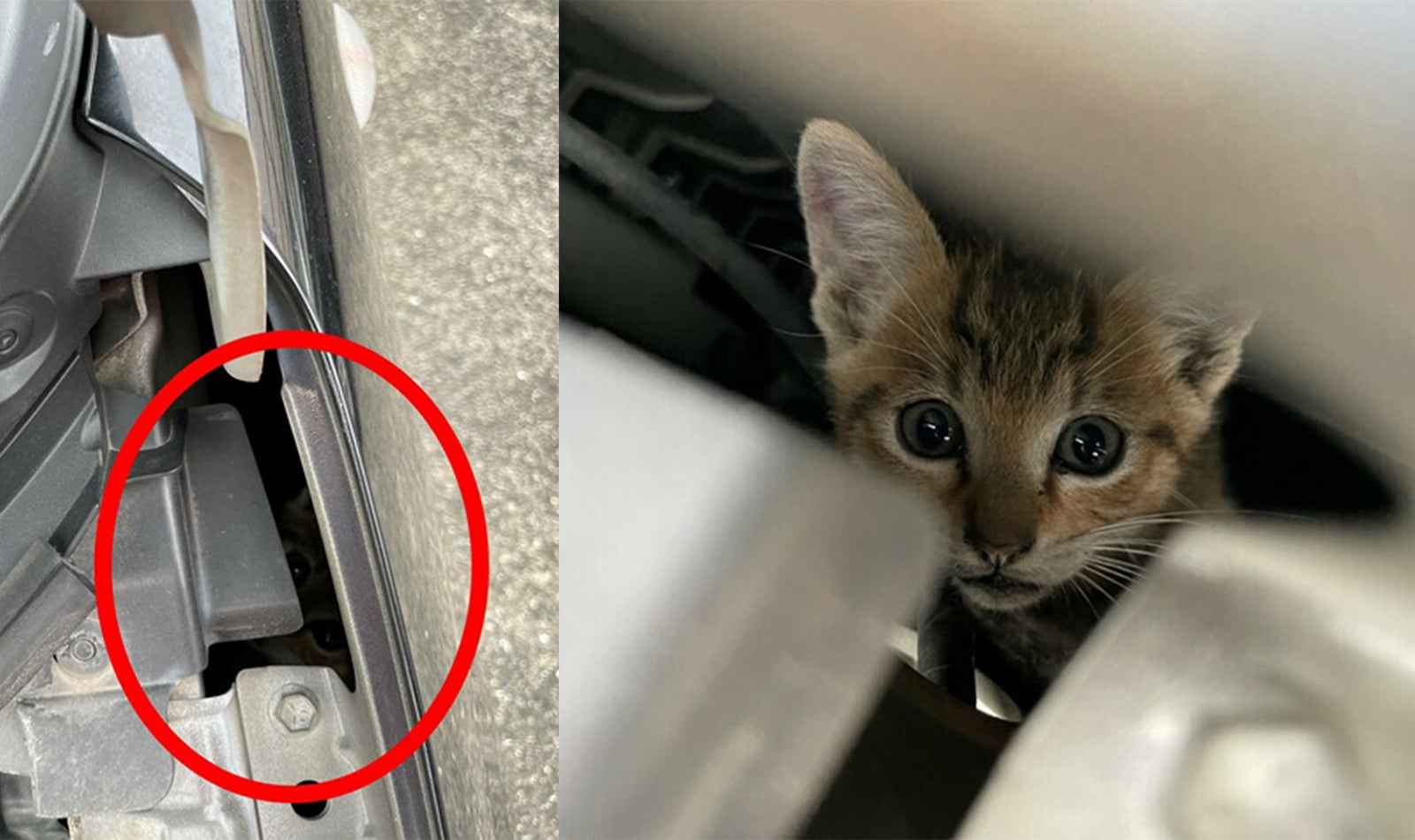 エンジンルームの隙間に入り込んだ子猫のイメージ写真